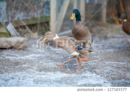 Indian Runner duck in permaculture garden, in winter Indian Runner duck in permaculture garden, in winter 127165577