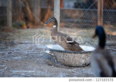 Indian Runner duck in permaculture garden, in winter Indian Runner duck in permaculture garden, in winter 127165578