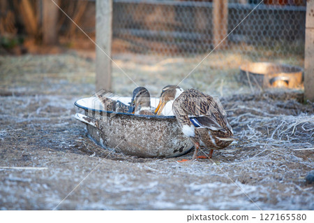 Indian Runner duck in permaculture garden, in winter 127165580
