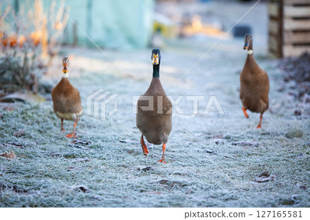 Indian Runner duck in permaculture garden, in winter 127165581