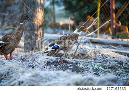 Indian Runner duck in permaculture garden, in winter 127165583