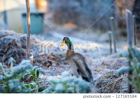 Indian Runner duck in permaculture garden, in winter 127165584