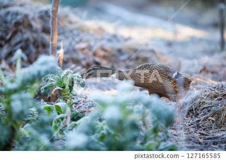 Indian Runner duck in permaculture garden, in winter 127165585