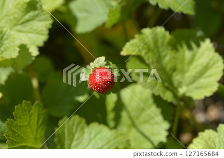 Indian strawberry Indian strawberry 127165684