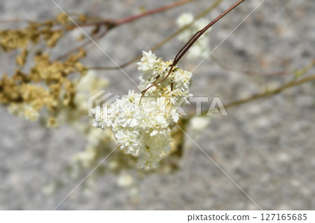 Fern-leaf dropwort Fern-leaf dropwort 127165685