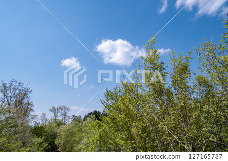 Fresh green and sky 127165787
