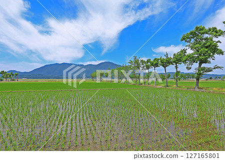 Scenery after rice planting (Niigata) 127165801