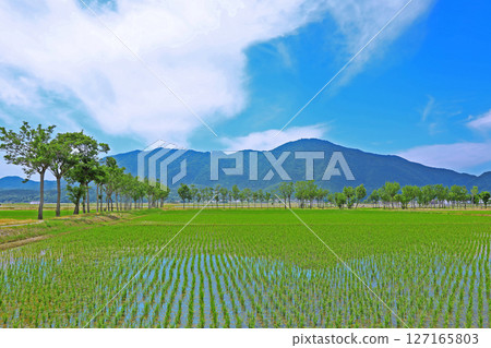 Scenery after rice planting (Niigata) 127165803