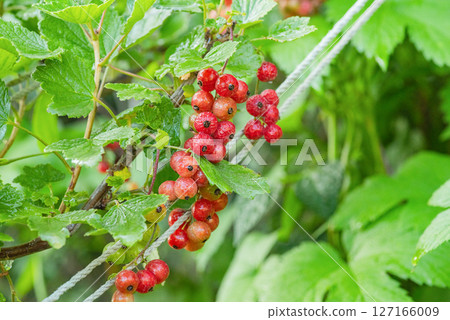 Currant bush. Red ripe currants grow. 127166009