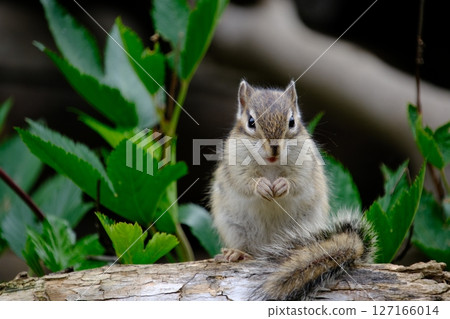 松鼠盯著我看 127166014