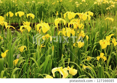 Yellow irises in full bloom at Kitayama Park (7) Yellow irises in full bloom at Kitayama Park (7) 127166085