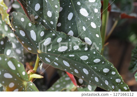 Polka dot begonia 127166112