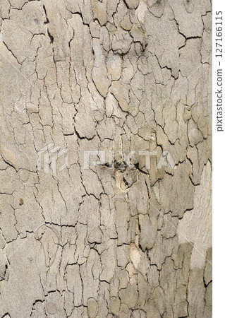 London plane 127166115