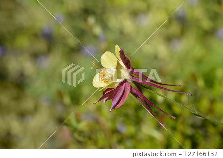 Columbine flower Columbine flower 127166132