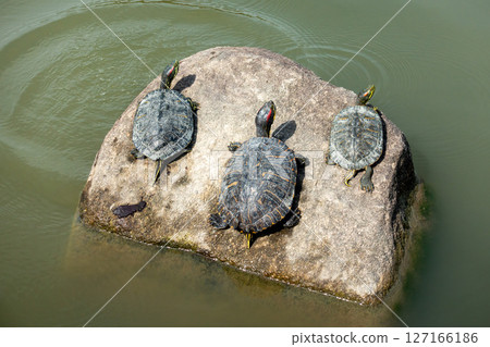 池塘裡的烏龜照片。入侵種的圖片。 127166186