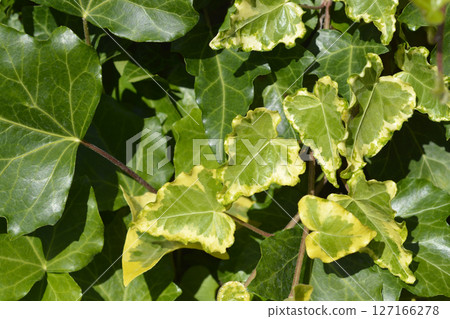 English Ivy Yellow Ripple English Ivy Yellow Ripple 127166278