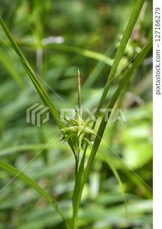 Grays sedge 127166279