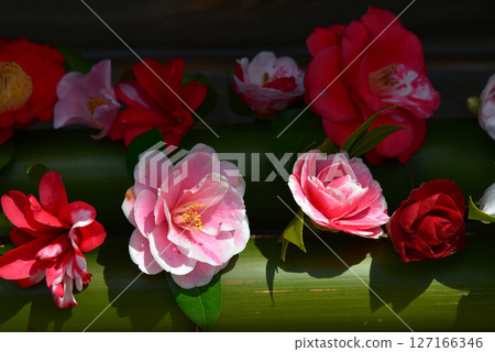 Camellia flowers in a bamboo vase 127166346