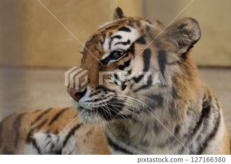 Amur Tora Amur Tora 127166380