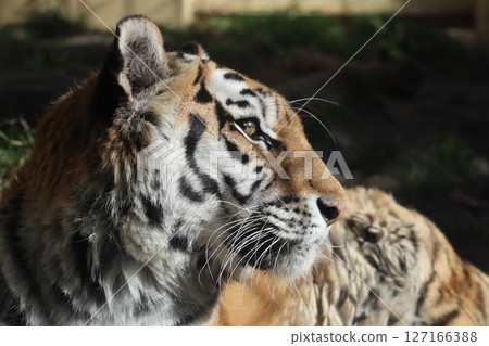 Amur Tora 127166388