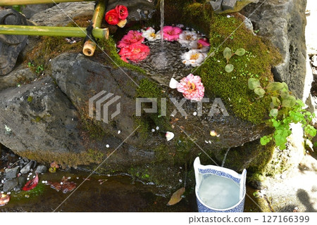Camellia flowers floating in the water basin at Otoyo Shrine Camellia flowers floating in the water basin at Otoyo Shrine 127166399