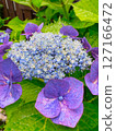 繡球花在雨中濕 127166472
