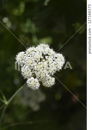 Narrow-leaved water-dropwort 127166573