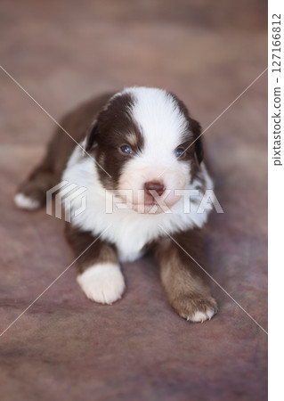 A brown and white puppy is laying on a red surface 127166812
