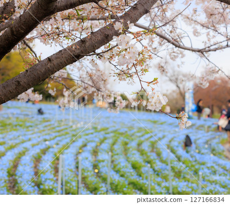 Nemophila和櫻花 Nemophila和櫻花 127166834