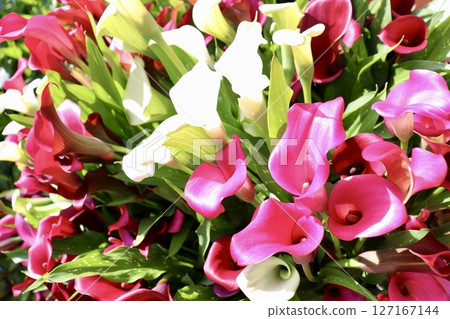 Lots of colors Lots of colors 127167144