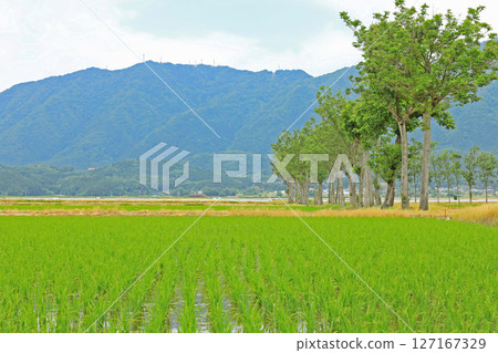 A rural landscape after rice planting seen from a farm road (Niigata) 127167329
