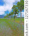 從田間小路看到的插秧後的鄉村風景（新潟縣） 127167330