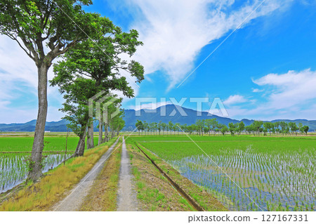 A rural landscape after rice planting seen from a farm road (Niigata) 127167331