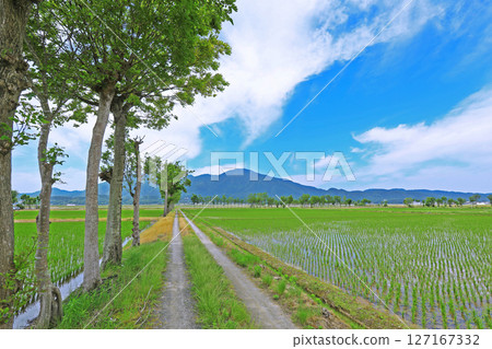 A rural landscape after rice planting seen from a farm road (Niigata) A rural landscape after rice planting seen from a farm road (Niigata) 127167332