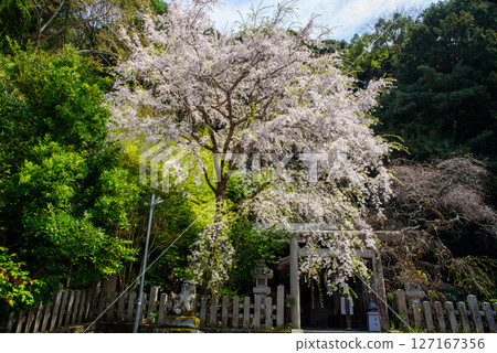 櫻花盛開的大豐神社 櫻花盛開的大豐神社 127167356