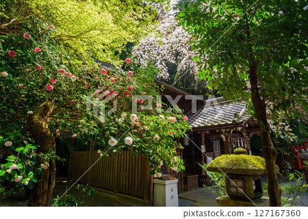 Otoyo Shrine with cherry blossoms and camellias in bloom Otoyo Shrine with cherry blossoms and camellias in bloom 127167360