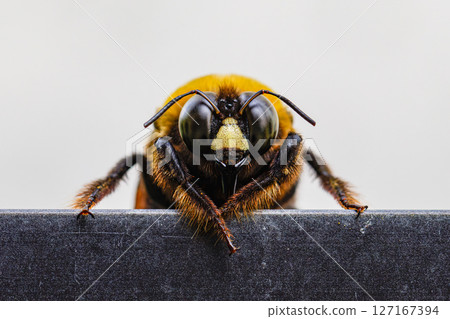 大黃蜂被雨淋02 大黃蜂被雨淋02 127167394