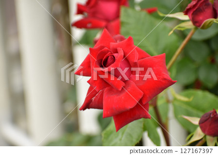 明亮的紅色春天玫瑰 127167397