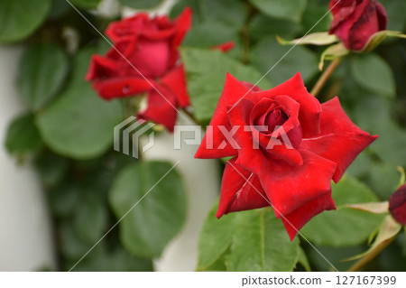 Bright red spring roses Bright red spring roses 127167399