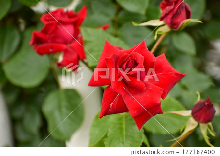 Bright red spring roses Bright red spring roses 127167400