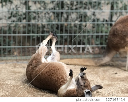 Hands up kangaroo 127167414