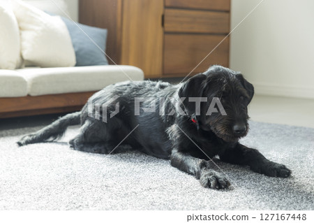 Black dog in the living room 127167448
