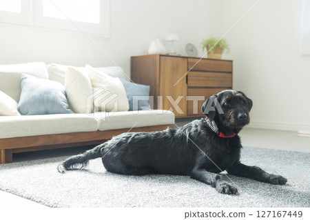 Black dog in the living room 127167449