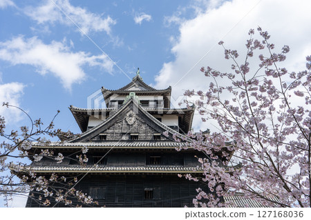 Shimane Prefecture: Matsue Castle, a national treasure, with its castle tower and cherry blossoms Shimane Prefecture: Matsue Castle, a national treasure, with its castle tower and cherry blossoms 127168036