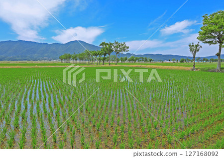 Rural landscape after rice planting (Niigata) 127168092