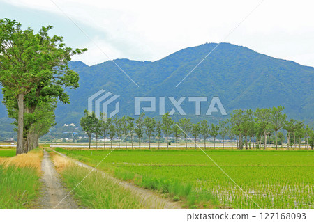 Rural landscape after rice planting (Niigata) Rural landscape after rice planting (Niigata) 127168093