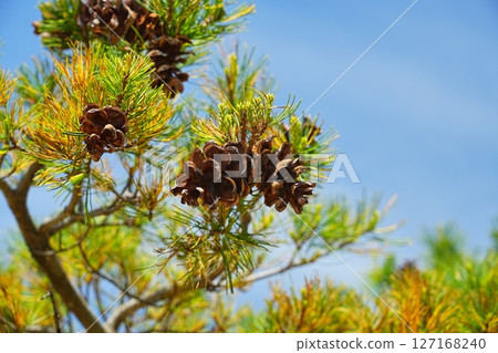 Pine cones in the blue sky 127168240