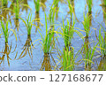 水面上倒映的稻米 127168677