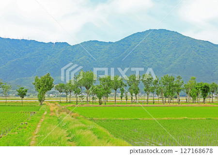 Rural landscape after rice planting (Niigata) 127168678