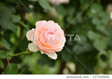 Pink spring roses 127168680